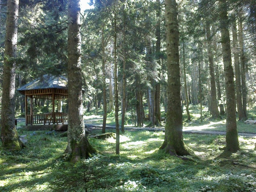 Çal Camili Tabiat Parkı