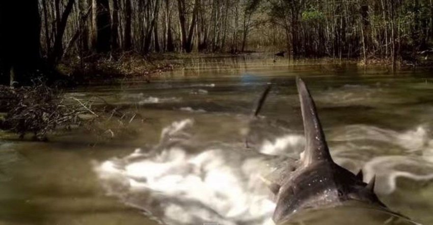 SHARKANSAS WOMEN’S PRISON MASSACRE SHARKANSAS WOMEN’S PRISON MASSACRE