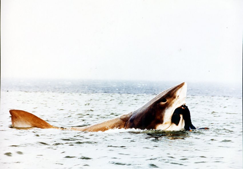 CRUEL JAWS CRUEL JAWS