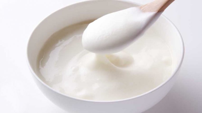Yoğurt Mayalama Yoğurt Mayalama