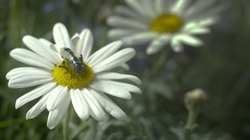 Hated in the Nation Hated in the Nation