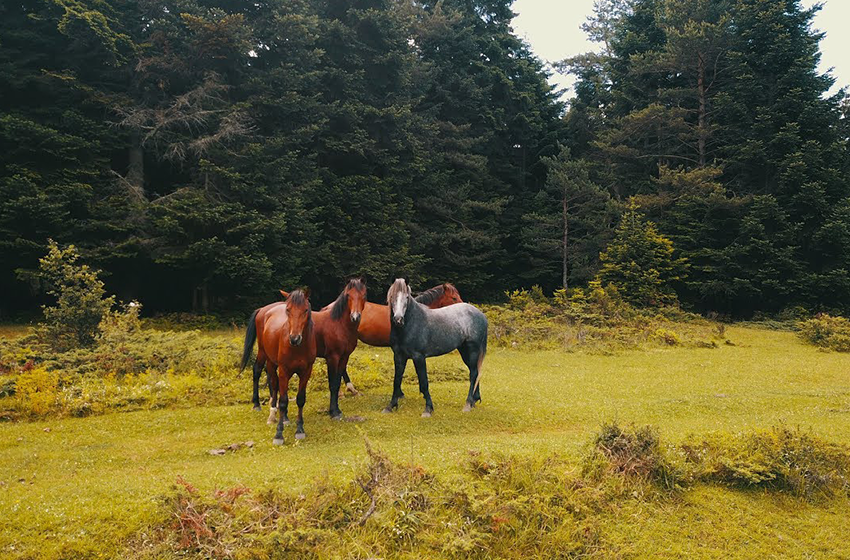 Bolu'da Gezilecek Yerler